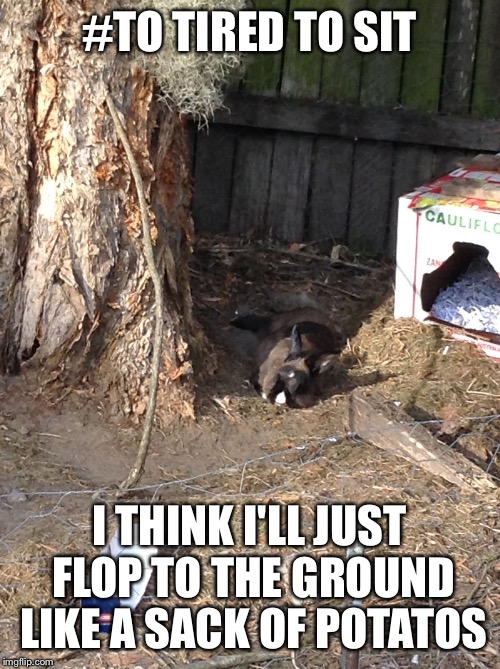 #TO TIRED TO SIT; I THINK I'LL JUST FLOP TO THE GROUND LIKE A SACK OF POTATOS | image tagged in too tired to sit | made w/ Imgflip meme maker