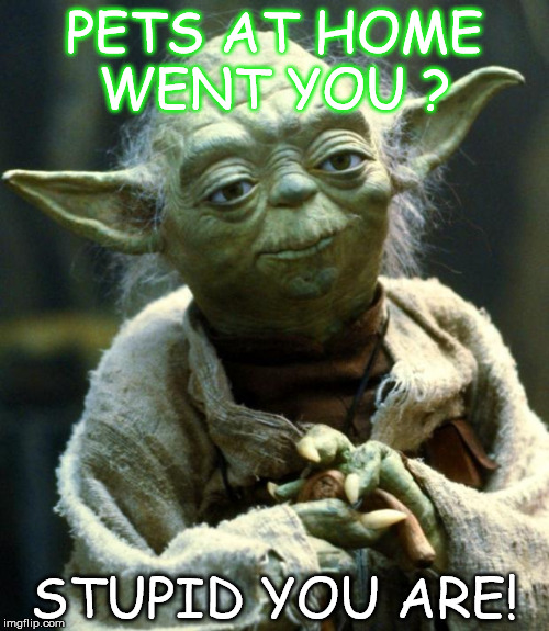 Star Wars Yoda | PETS AT HOME WENT YOU ? STUPID YOU ARE! | image tagged in memes,star wars yoda | made w/ Imgflip meme maker