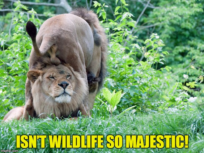 ISN’T WILDLIFE SO MAJESTIC! | made w/ Imgflip meme maker