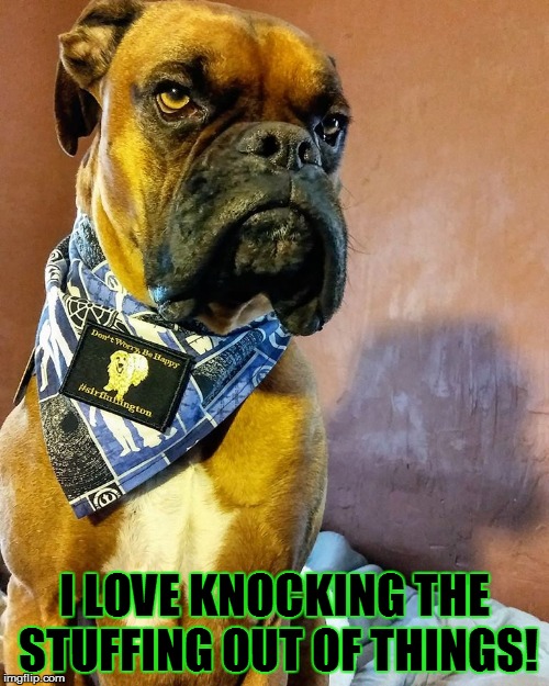 Grumpy Dog | I LOVE KNOCKING THE STUFFING OUT OF THINGS! | image tagged in grumpy dog | made w/ Imgflip meme maker