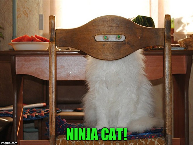 NINJA CAT! | made w/ Imgflip meme maker