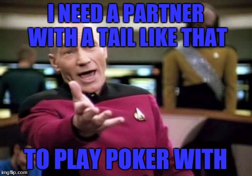 Picard Wtf Meme | I NEED A PARTNER WITH A TAIL LIKE THAT TO PLAY POKER WITH | image tagged in memes,picard wtf | made w/ Imgflip meme maker