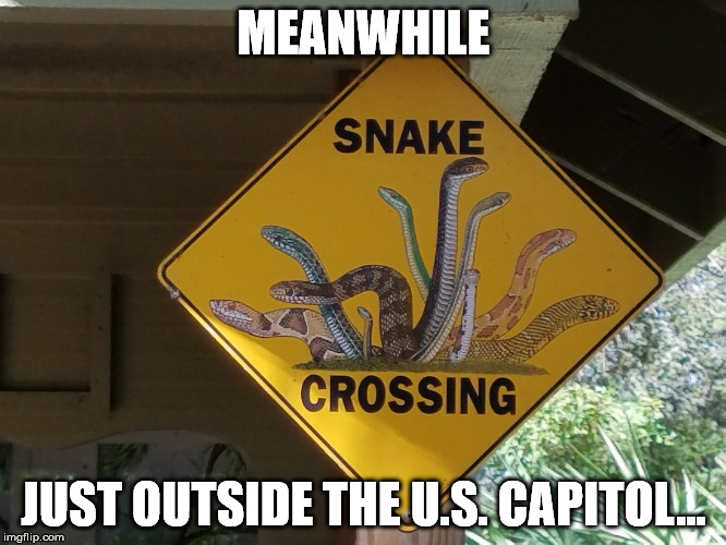 Snake Crossing | MEANWHILE; JUST OUTSIDE THE U.S. CAPITOL... | image tagged in snakes,politicians,capitol,congress,washington dc | made w/ Imgflip meme maker