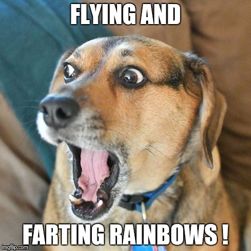 FLYING AND FARTING RAINBOWS ! | image tagged in shocked dog | made w/ Imgflip meme maker
