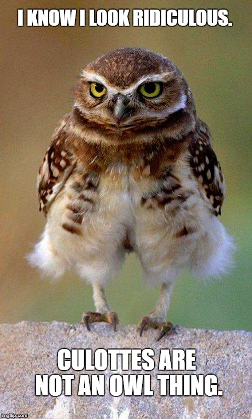 I KNOW I LOOK RIDICULOUS. CULOTTES ARE NOT AN OWL THING. | image tagged in owl,chicks | made w/ Imgflip meme maker