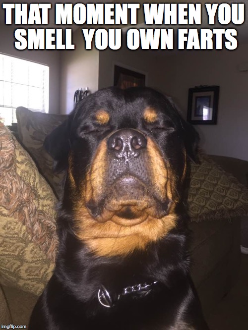No Peeking | THAT MOMENT WHEN YOU SMELL 
YOU OWN FARTS | image tagged in no peeking | made w/ Imgflip meme maker