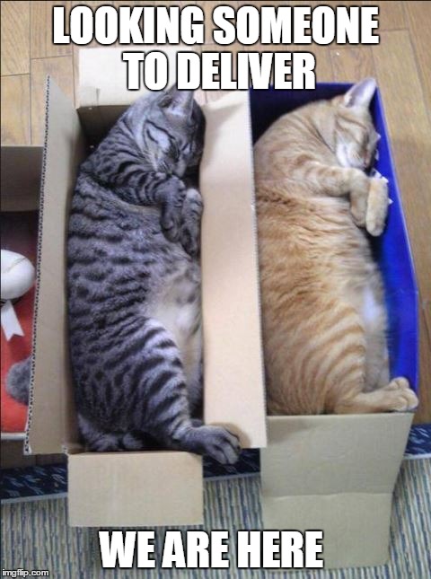 LOOKING SOMEONE TO DELIVER; WE ARE HERE | image tagged in cat delivery | made w/ Imgflip meme maker
