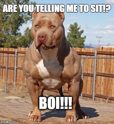 BOI | ARE YOU TELLING ME TO SIT!? BOI!!! | image tagged in boi | made w/ Imgflip meme maker