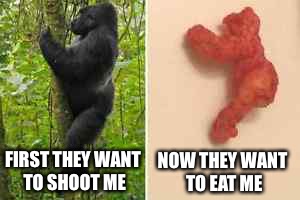 Although the Cheeto is a-peeling, Harambe is still my prime-mate | NOW THEY WANT TO EAT ME; FIRST THEY WANT TO SHOOT ME | image tagged in memes,harambe | made w/ Imgflip meme maker