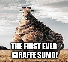 Fat giraffe | THE FIRST EVER GIRAFFE SUMO! | image tagged in fat giraffe | made w/ Imgflip meme maker