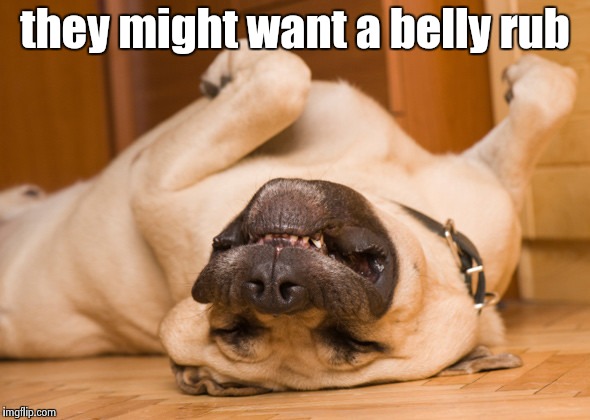 Sleeping dog | they might want a belly rub | image tagged in sleeping dog | made w/ Imgflip meme maker