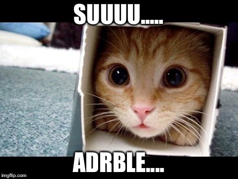 Cat in a Box | SUUUU..... ADRBLE.... | image tagged in cat in a box | made w/ Imgflip meme maker