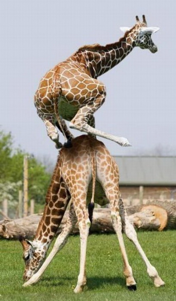High Quality jumping giraffe Blank Meme Template