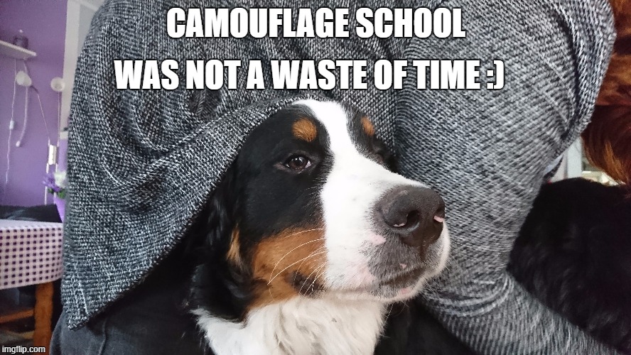 WAS NOT A WASTE OF TIME :); CAMOUFLAGE SCHOOL | image tagged in bernese mountain dog,sneaky,dog,funny dogs | made w/ Imgflip meme maker