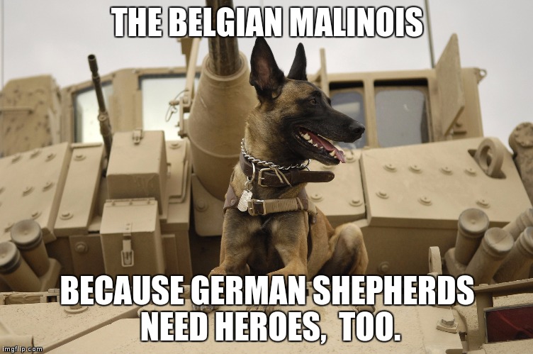 THE BELGIAN MALINOIS; BECAUSE GERMAN SHEPHERDS NEED HEROES,  TOO. | made w/ Imgflip meme maker