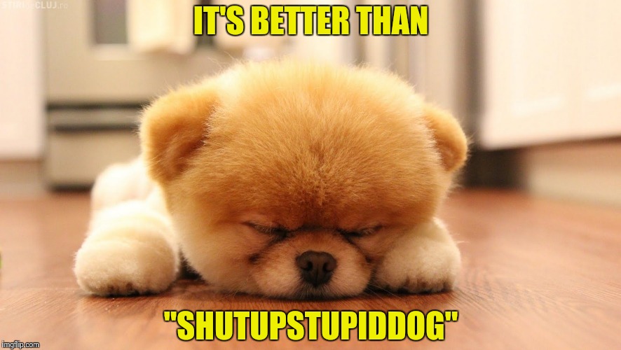 Sleeping dog | IT'S BETTER THAN "SHUTUPSTUPIDDOG" | image tagged in sleeping dog | made w/ Imgflip meme maker