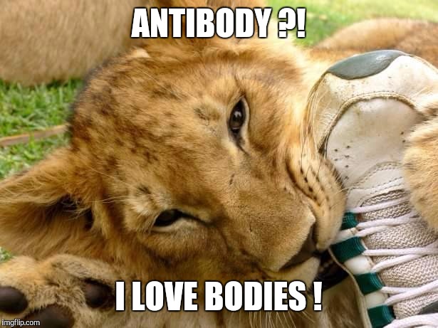 Quite A Feat | ANTIBODY ?! I LOVE BODIES ! | image tagged in quite a feat | made w/ Imgflip meme maker