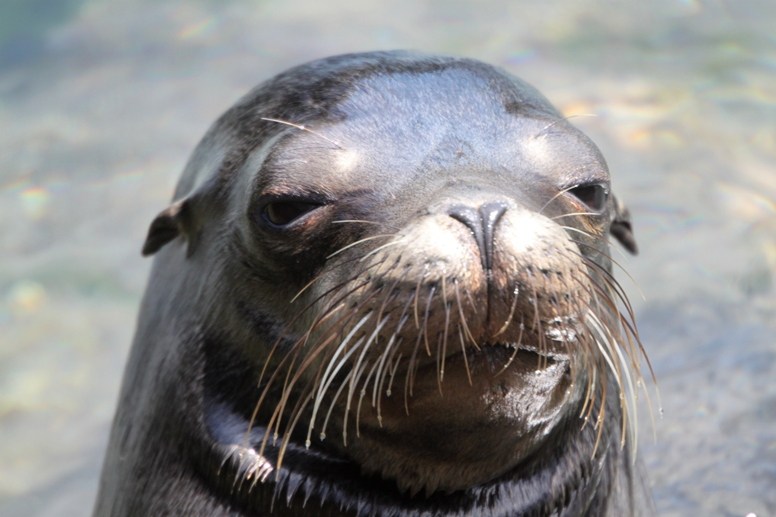 Shifty Sealion Blank Meme Template