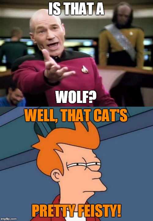 IS THAT A PRETTY FEISTY! WOLF? WELL, THAT CAT'S | made w/ Imgflip meme maker