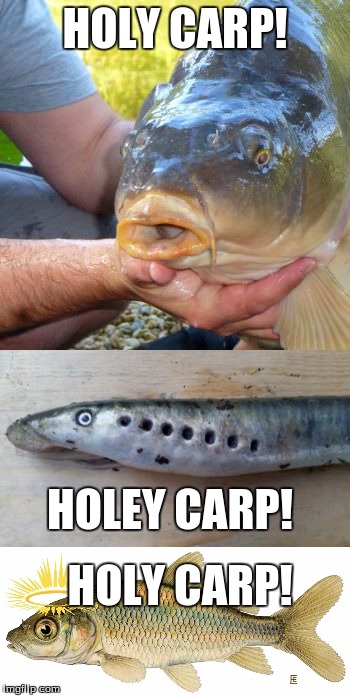 holy carp! | HOLY CARP! HOLEY CARP! HOLY CARP! | image tagged in carp,fish | made w/ Imgflip meme maker