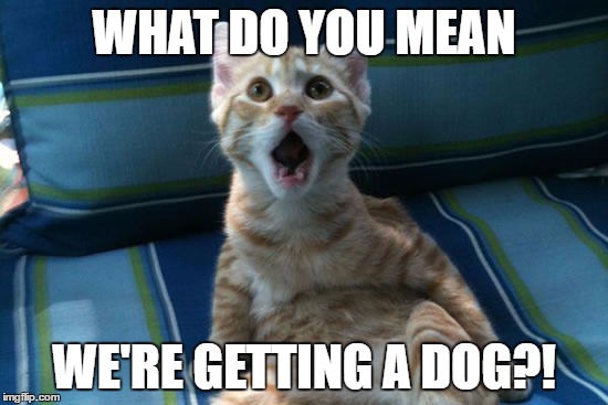 WHAT DO YOU MEAN WE'RE GETTING A DOG?! | image tagged in surprised cat | made w/ Imgflip meme maker