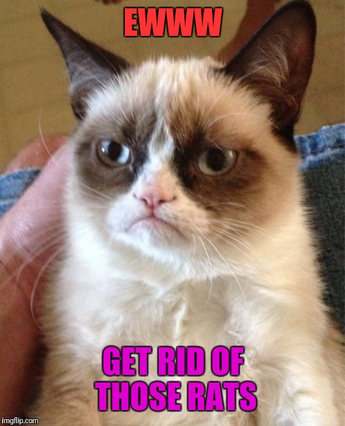 Grumpy Cat Meme | EWWW GET RID OF THOSE RATS | image tagged in memes,grumpy cat | made w/ Imgflip meme maker