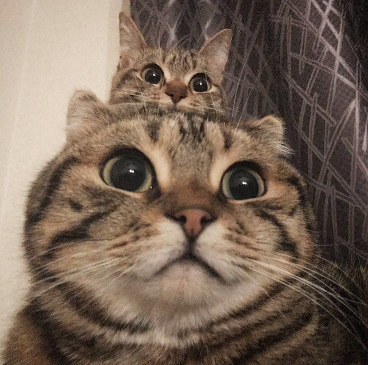 High Quality Two cats Blank Meme Template