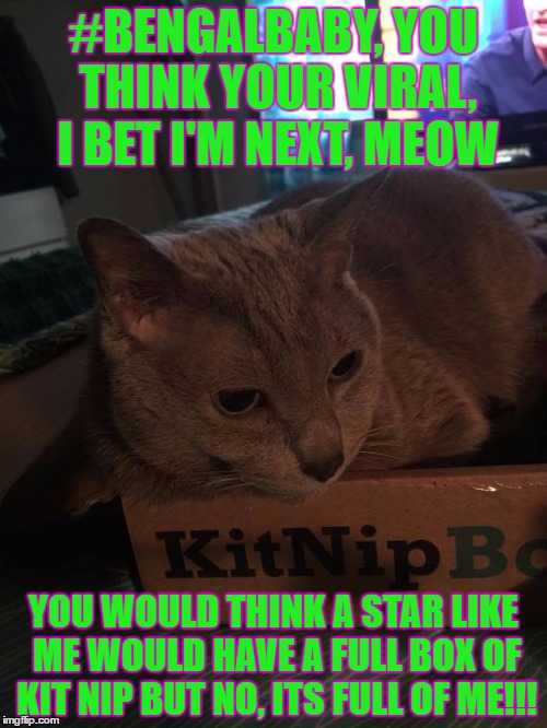 #BENGALBABY, YOU THINK YOUR VIRAL, I BET I'M NEXT, MEOW; YOU WOULD THINK A STAR LIKE ME WOULD HAVE A FULL BOX OF KIT NIP BUT NO, ITS FULL OF ME!!! | image tagged in you think your on the net i just know this makes it | made w/ Imgflip meme maker