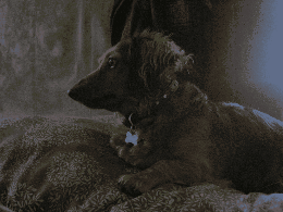 image tagged in gifs | made w/ Imgflip images-to-gif maker