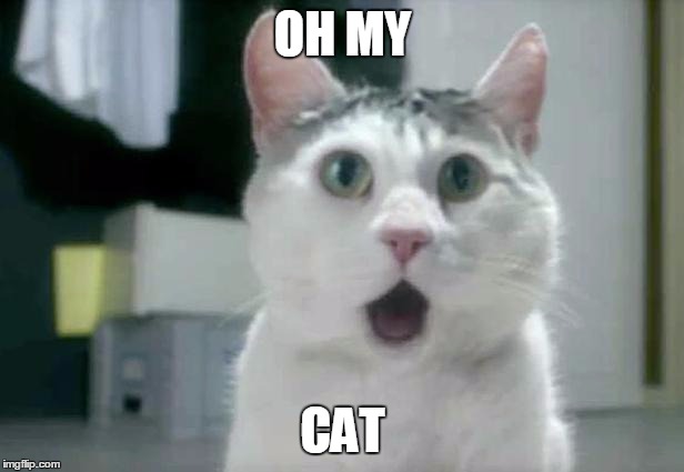 OMG Cat | OH MY; CAT | image tagged in memes,omg cat | made w/ Imgflip meme maker