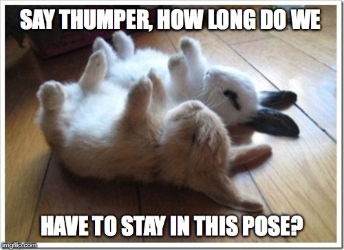 Bunny Yoga | SAY THUMPER, HOW LONG DO WE; HAVE TO STAY IN THIS POSE? | image tagged in funny bunnies | made w/ Imgflip meme maker