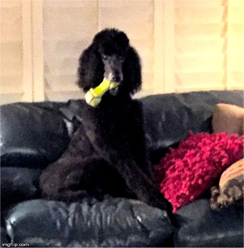 Noah in the bone life | . | image tagged in noah in the bone life | made w/ Imgflip meme maker
