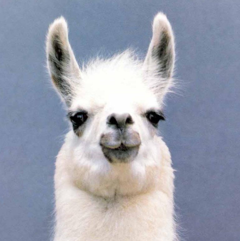 High Quality Llama of Justice Blank Meme Template