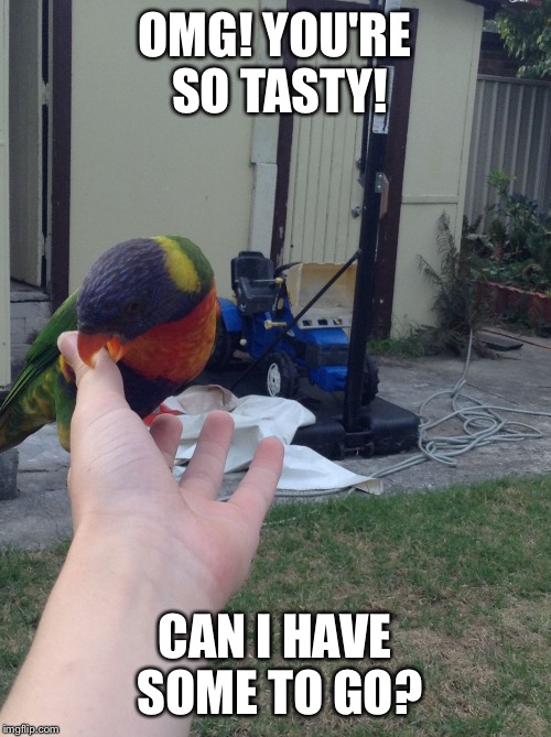 OMG! YOU'RE SO TASTY! CAN I HAVE SOME TO GO? | image tagged in birds,grumpy cat,memes | made w/ Imgflip meme maker