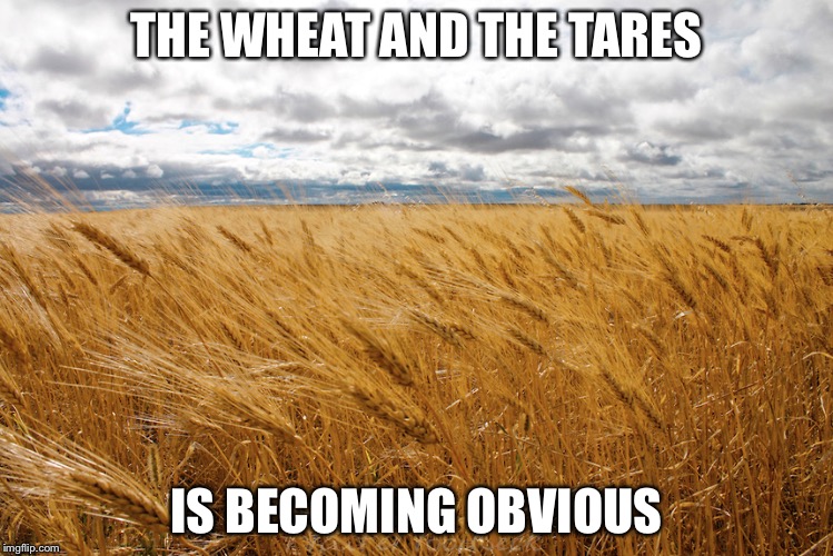 wheat and tares | THE WHEAT AND THE TARES; IS BECOMING OBVIOUS | image tagged in wheat and tares | made w/ Imgflip meme maker