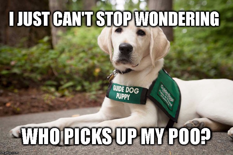 Guide Dog Ponderings | I JUST CAN'T STOP WONDERING; WHO PICKS UP MY POO? | image tagged in funny dogs,dogs,blind man | made w/ Imgflip meme maker