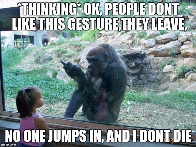 Gorilla Flipping Bird | *THINKING* OK, PEOPLE DONT LIKE THIS GESTURE,THEY LEAVE, NO ONE JUMPS IN, AND I DONT DIE | image tagged in gorilla flipping bird | made w/ Imgflip meme maker