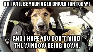 doggy driver | HI! I WILL BE YOUR UBER DRIVER FOR TODAY! AND I HOPE YOU DON'T MIND THE WINDOW BEING DOWN. | image tagged in doggy driver | made w/ Imgflip meme maker