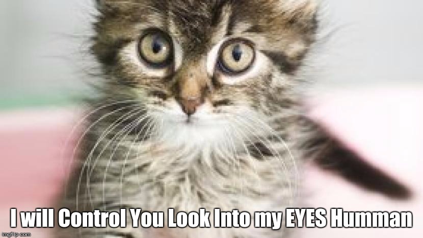 I will Control You Look Into my EYES Humman | image tagged in cats | made w/ Imgflip meme maker