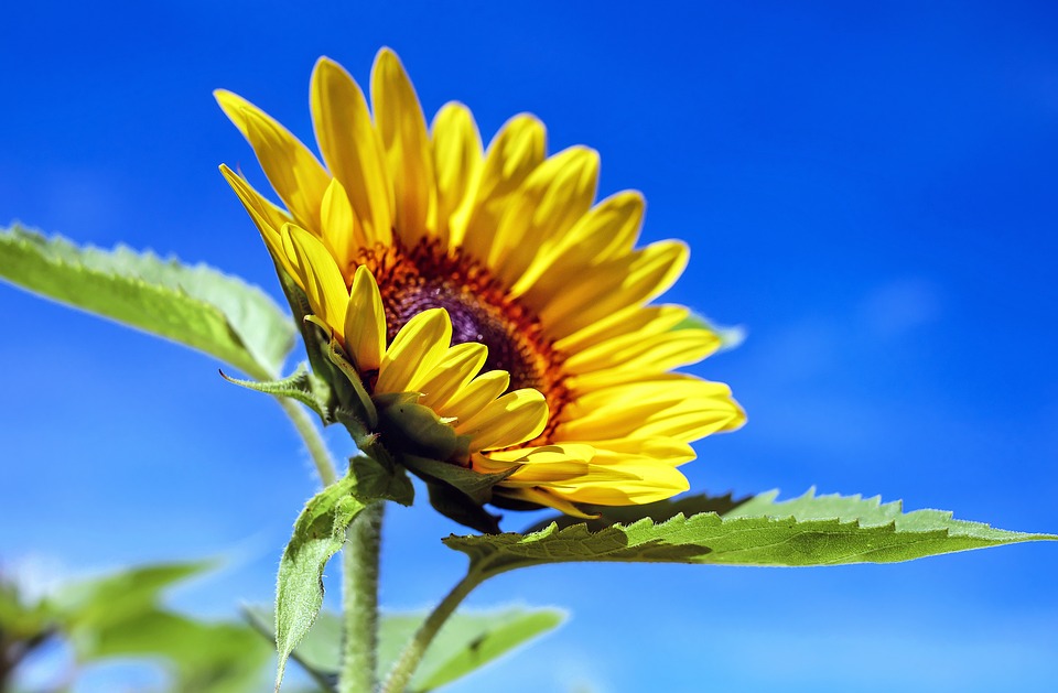 sunflower Blank Meme Template