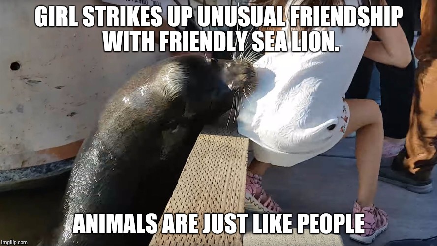 Friendly Sea Lion | GIRL STRIKES UP UNUSUAL FRIENDSHIP WITH FRIENDLY SEA LION. ANIMALS ARE JUST LIKE PEOPLE | image tagged in sea lion | made w/ Imgflip meme maker