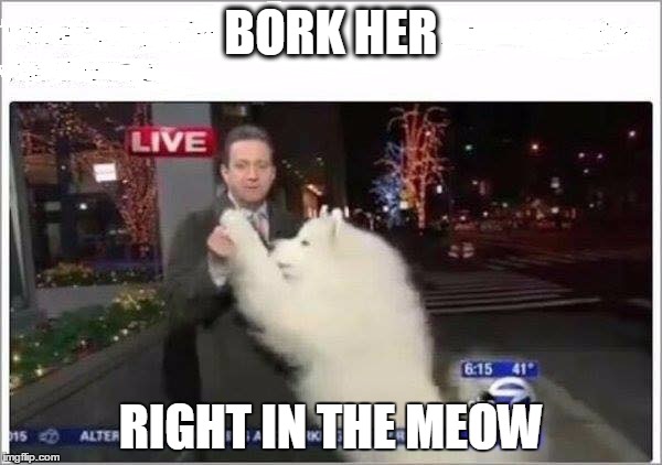 BORK HER; RIGHT IN THE MEOW | image tagged in bork,fuck her right in the pussy,news | made w/ Imgflip meme maker