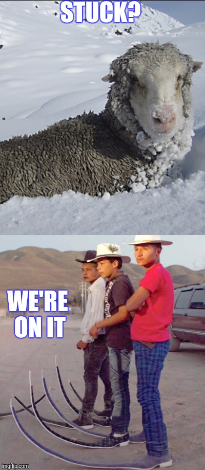 COWBOY SKI PATROL | STUCK? WE'RE ON IT | image tagged in funny | made w/ Imgflip meme maker