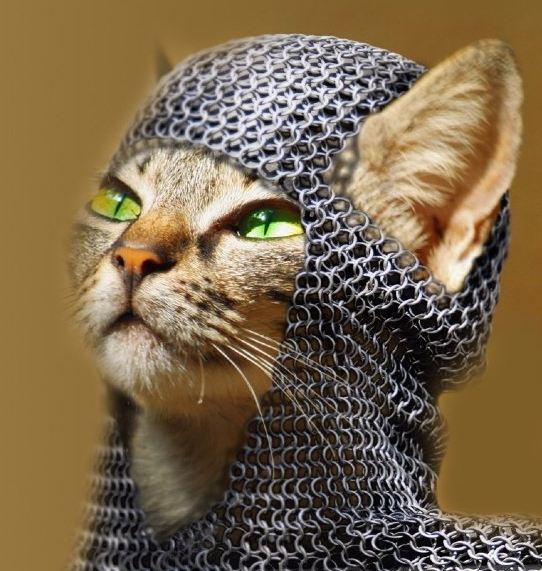 cat chainmail Blank Meme Template
