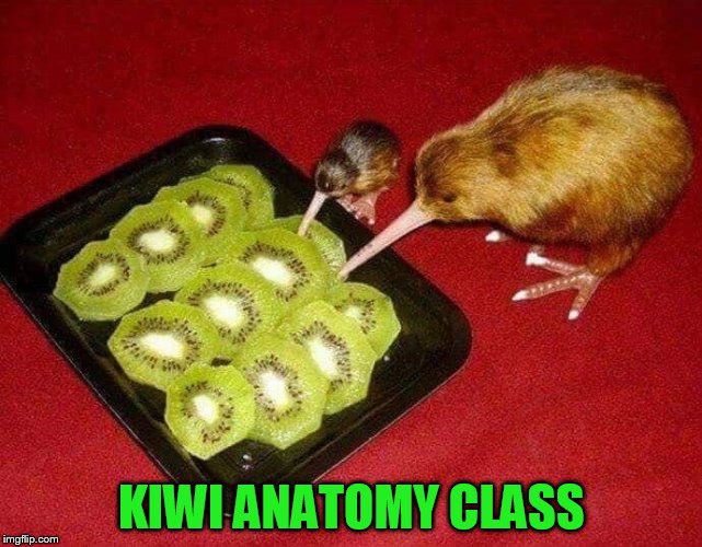 KIWI ANATOMY CLASS | made w/ Imgflip meme maker