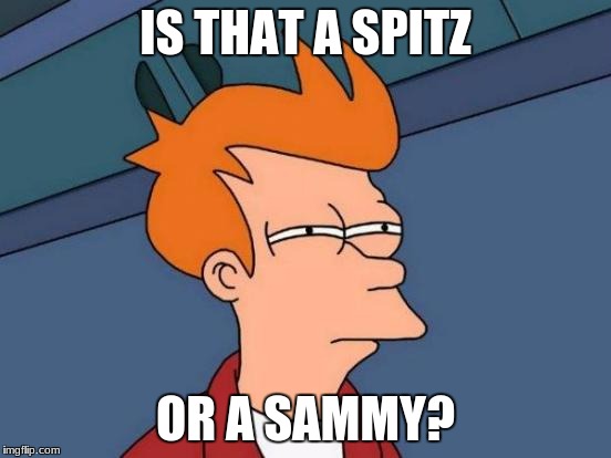 Futurama Fry Meme | IS THAT A SPITZ OR A SAMMY? | image tagged in memes,futurama fry | made w/ Imgflip meme maker