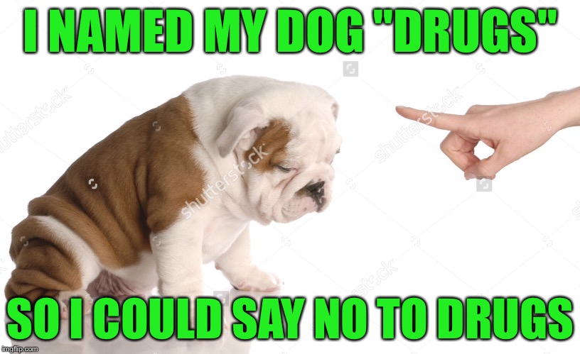 I NAMED MY DOG "DRUGS"; SO I COULD SAY NO TO DRUGS | image tagged in memes,funny,socrates,cute animals | made w/ Imgflip meme maker