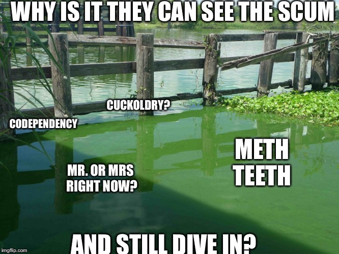 Algae | WHY IS IT THEY CAN SEE THE SCUM; CUCKOLDRY? CODEPENDENCY; METH TEETH; MR. OR MRS RIGHT NOW? AND STILL DIVE IN? | image tagged in algae | made w/ Imgflip meme maker