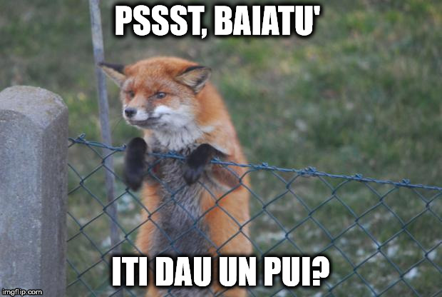 vulpea delaer | PSSST, BAIATU'; ITI DAU UN PUI? | image tagged in fox wanna buy,dealer,kfc,chicken | made w/ Imgflip meme maker