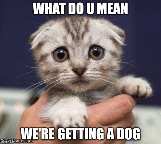 SAD CAT | WHAT DO U MEAN; WE'RE GETTING A DOG | image tagged in sad cat | made w/ Imgflip meme maker